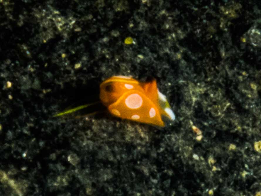 Siphopteron flavolineatum